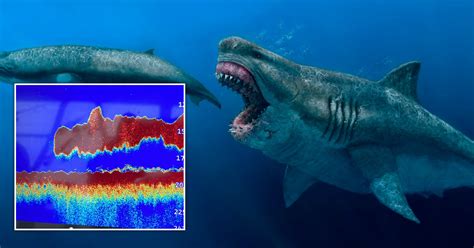 megalodon shark length|dead megalodon shark found.